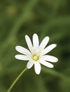 Pet Corner: Herbs for Pets Image